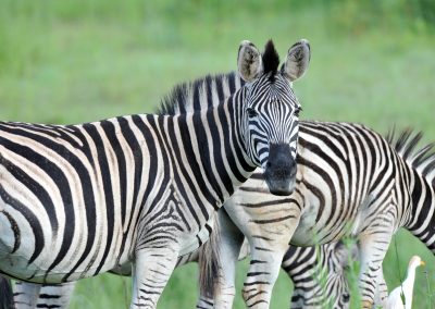Groenkloof Nature Reserve-Zebra