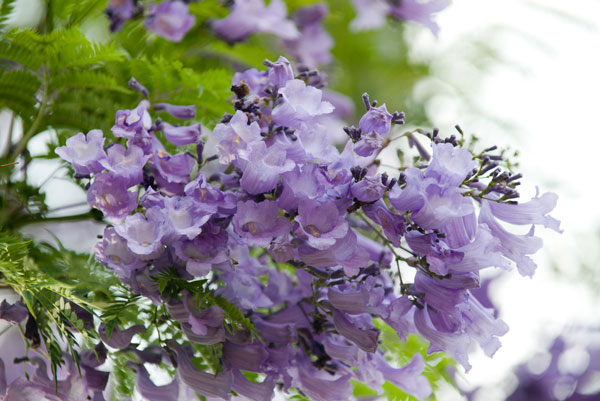 TSHWANE – THE JACARANDA CITY